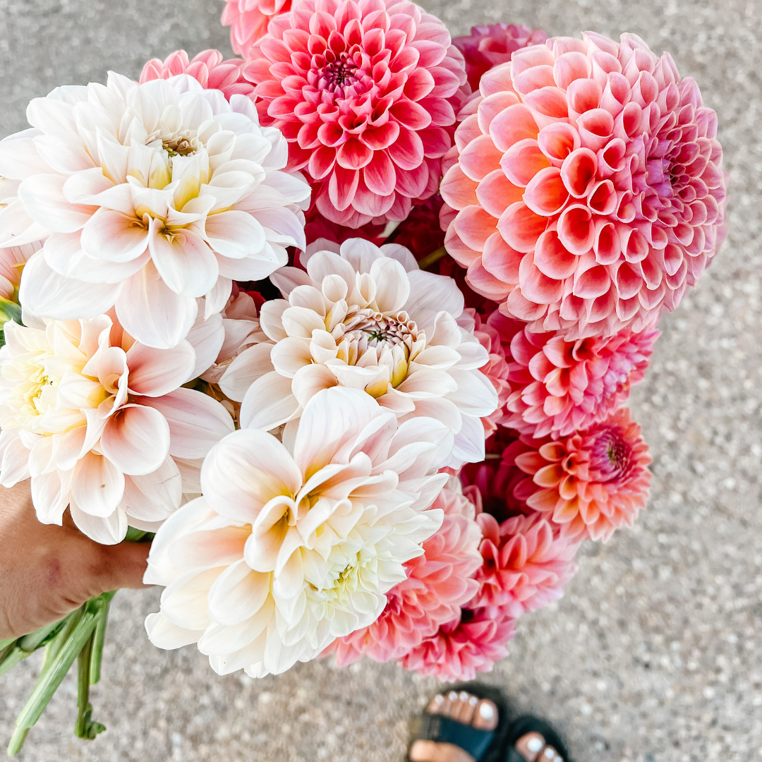 805 Summer Blooms Subscription